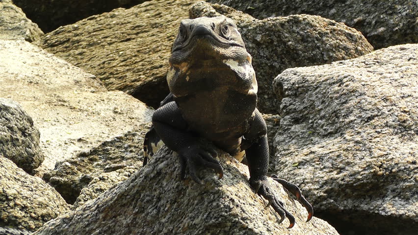 Iguana in the Beach of South Mexico in Oaxaca Central America
