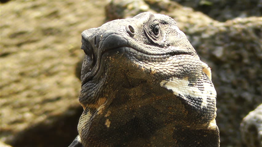 Iguana in the Beach of South Mexico in Oaxaca Central America