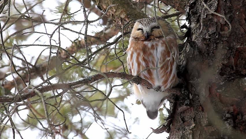 A Northern Saw-whet Owl, Aegolius acadicus