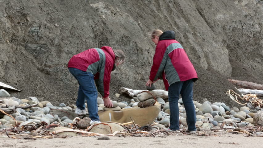 Husband wife stacking rocks on beach. Summer fun and recreation northern California driftwood and stone covered sand. Mature couple, man gray beard. Fun and companionship of married man and woman.