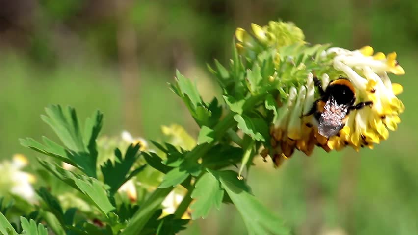 flowers, green grass, bumblebee
