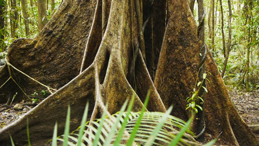 a close up dolly shot of the buttress roots of a giant tree in north queensland's daintree rainforest