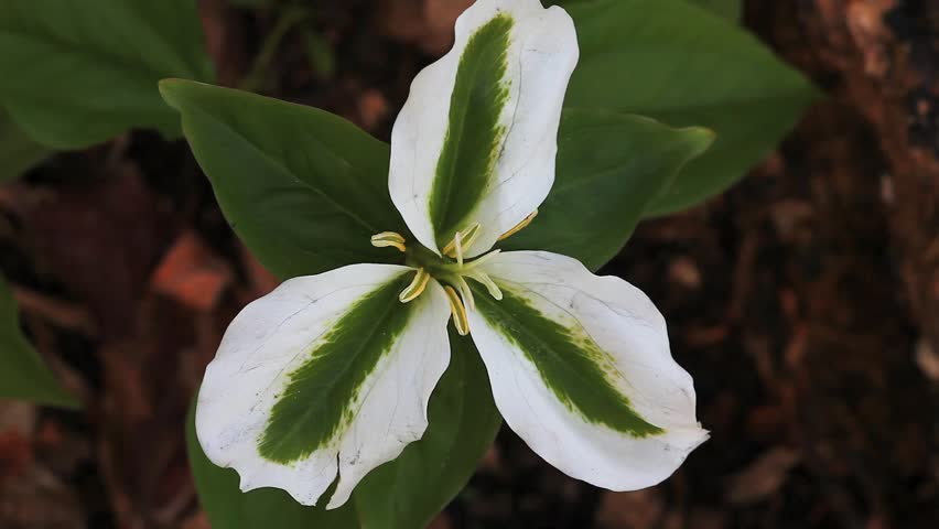 The rare green Trillium in a woodland scene