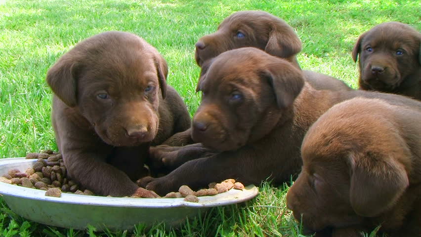 Litter of curious labrador retriever puppies. 