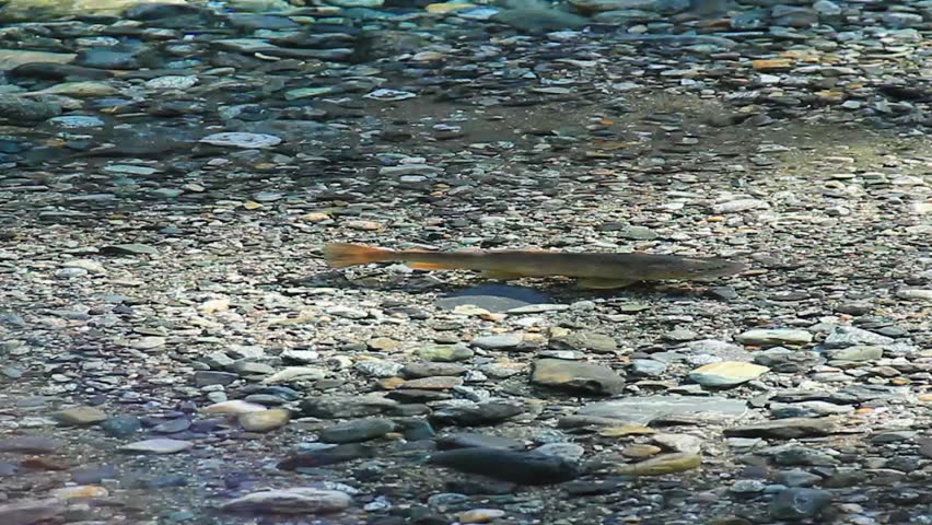 Trout swiming clear water