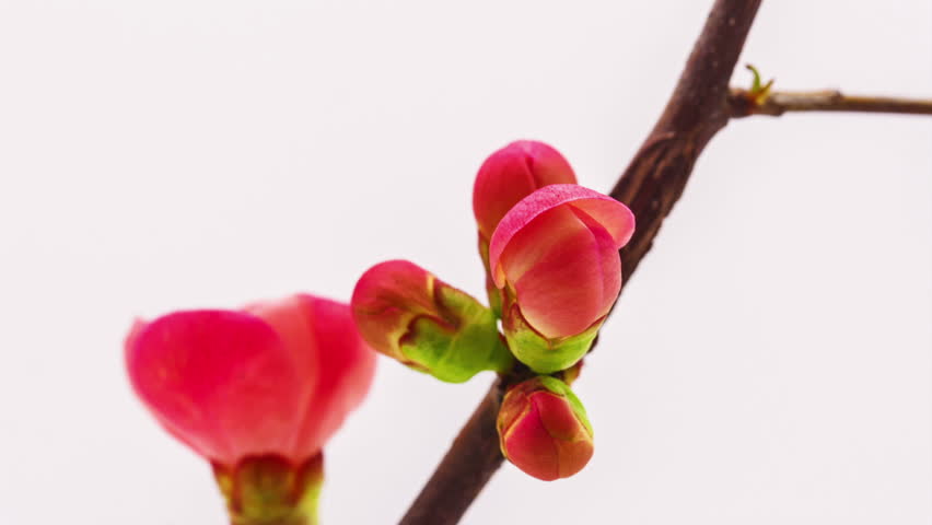 Time lapse video of a Japanese crab-apple blossoming on a white background/Japanese crabapple growing