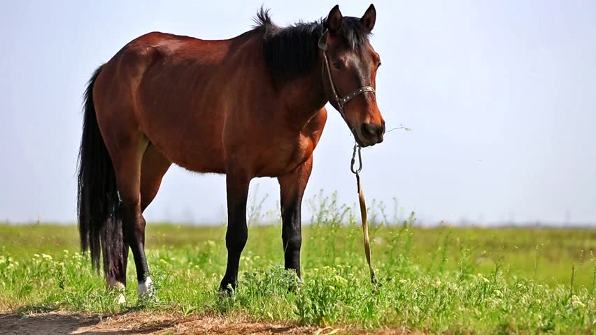 beautiful horse grazing in a field on a sunny day