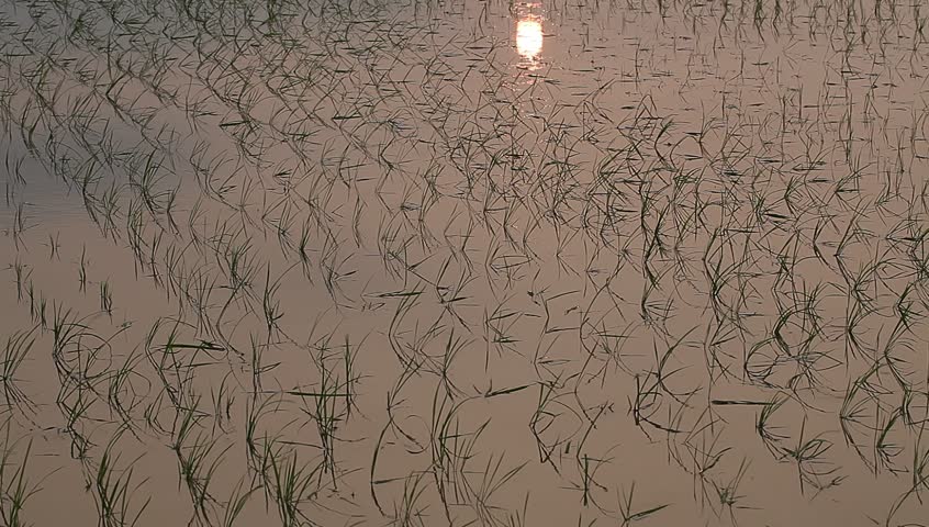 young rice sapling in the field near sunset