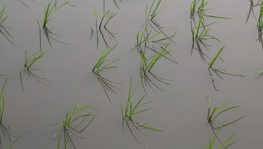 young rice sapling in the field near sunset