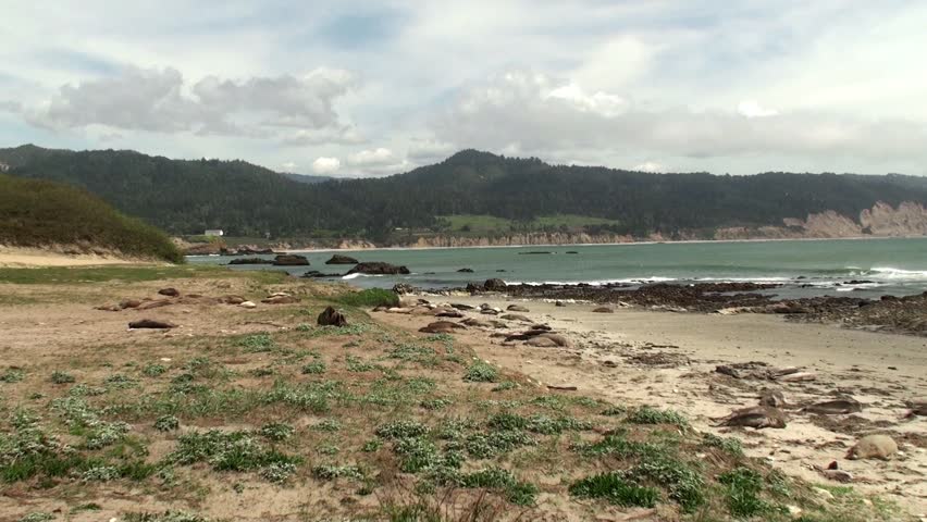 Colony elephant seals (females & pups) at Piedras Blancas, California