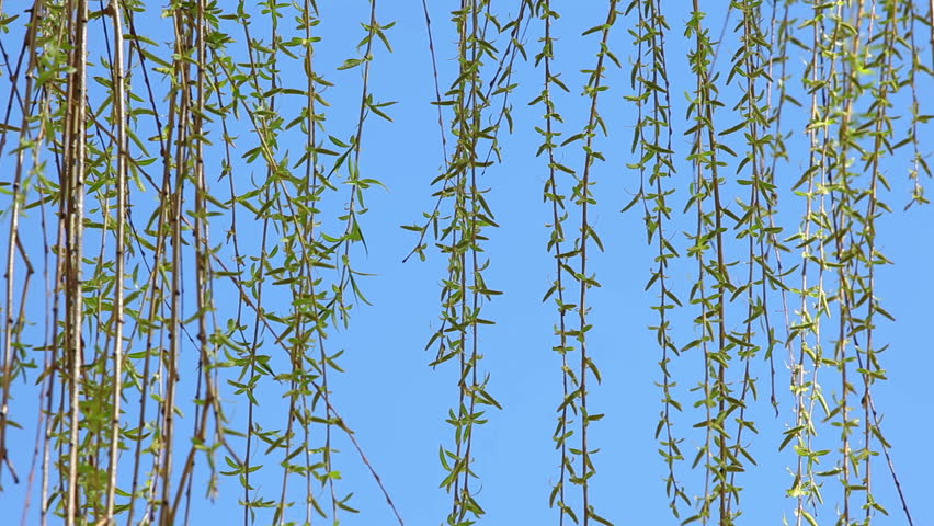 Willow branches spring wind