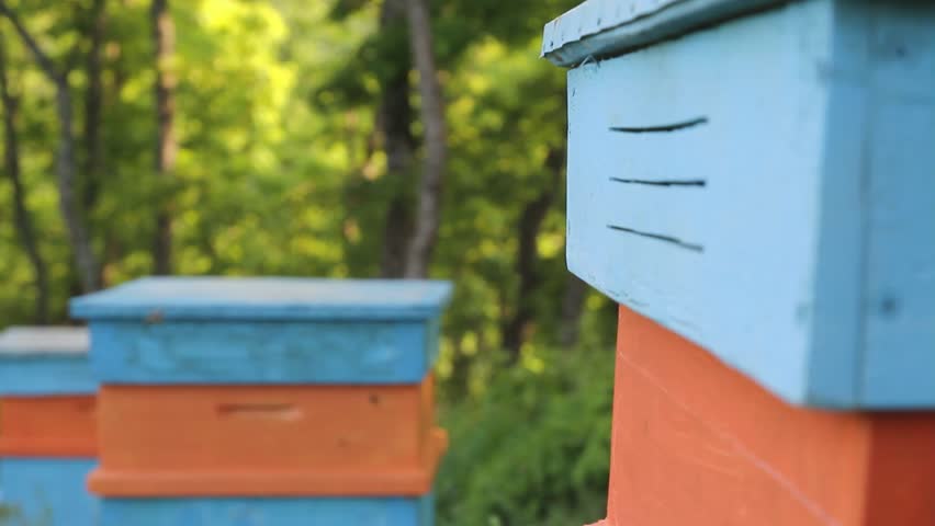 Summer Bees Flying into the Hive Crane Shot Nature Background HD