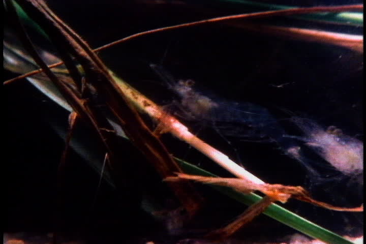 CAPE COD, MASSACHUSETTS - CIRCA OCTOBER 1980: Young salt marsh shrimp swimming through marsh grass.