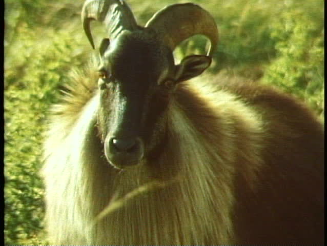 Fjordland National Park, New Zealand, close, zoom out medium, Goat