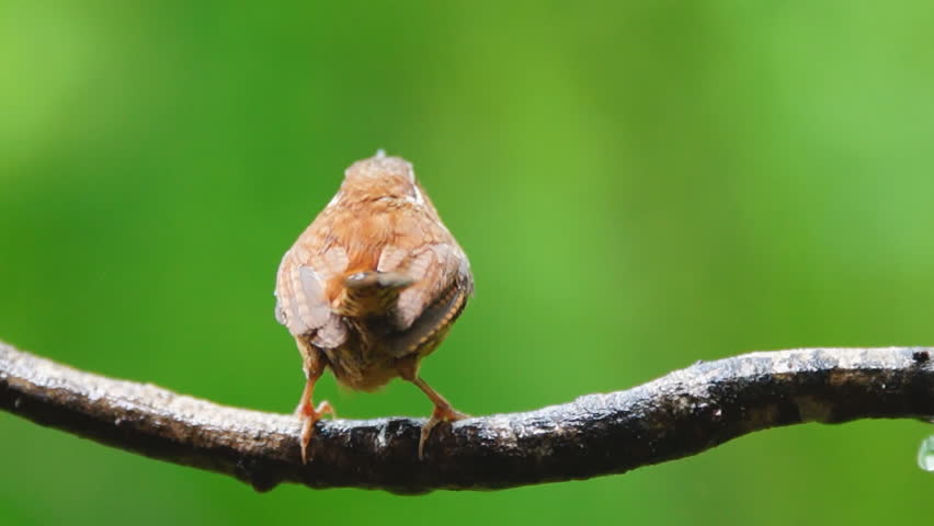 Carolina Wren is a small southern songbird, May during Georgia spring rain.