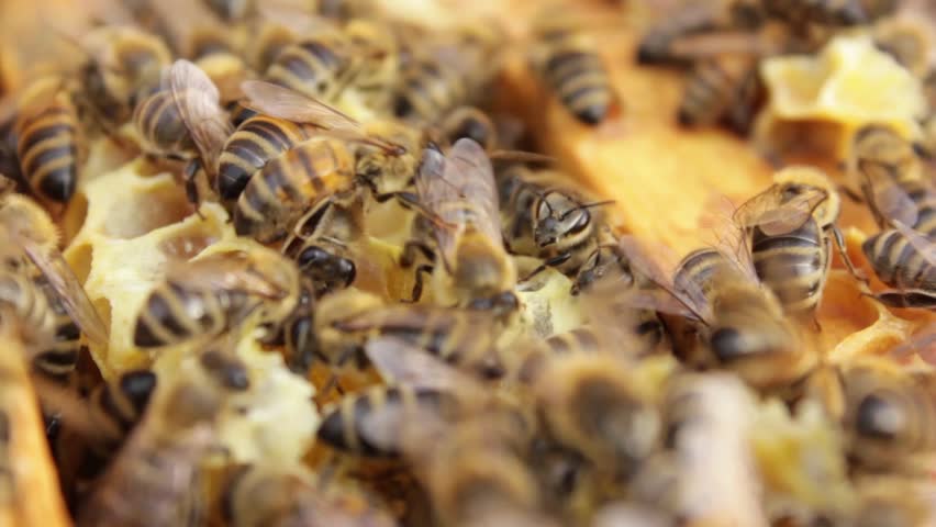 Bees working.