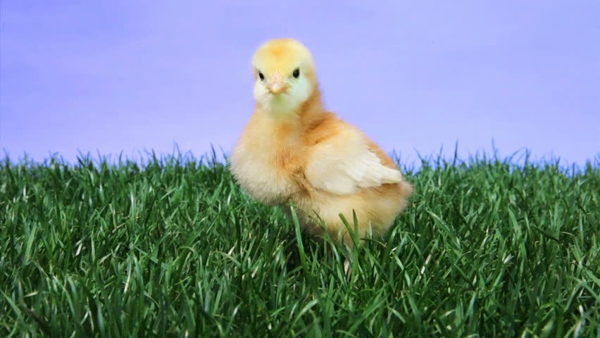 Single young chicken chirping on a patch of green grass