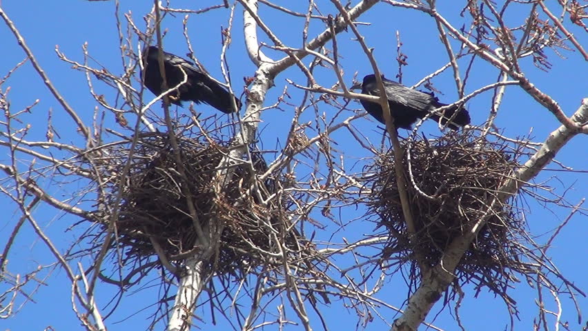 Crow Protecting Its Nests, Nestling, Raven Nursing Its Eggs, Black Bird
