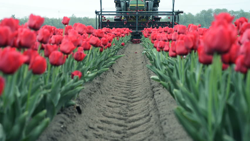 tractor Topping  flowerbulbs