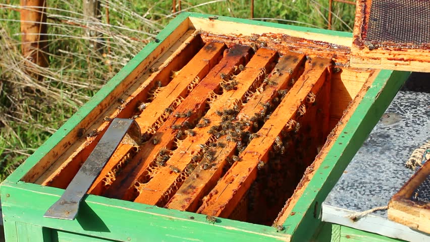 Beekeeper working in a spring season