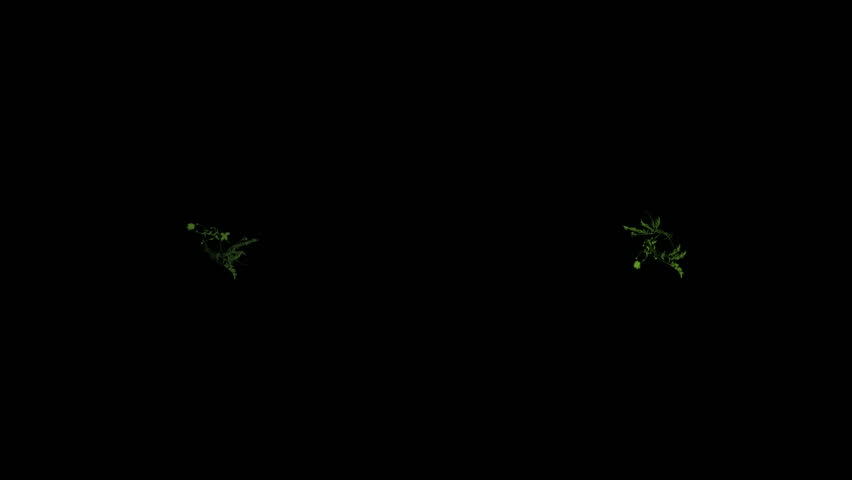 flying group of vine & plant,decoration flower wreath.