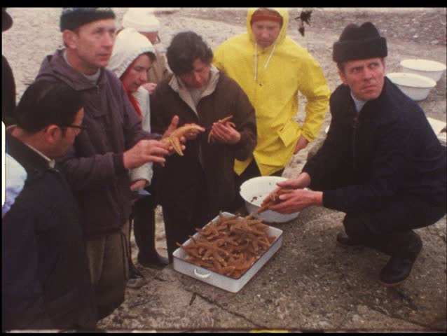 HELGOLAND, GERMANY - CIRCA 1970s: People cut up starfish in Helgoland, Germany circa 1970s. Vintage 8mm film.