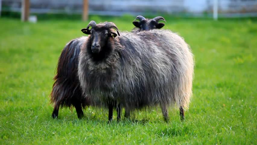 sheep
