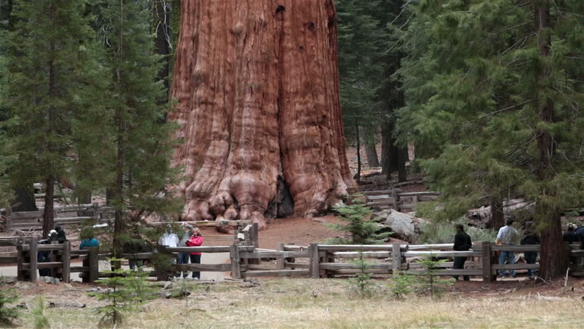 SEQUOIA NATIONAL PARK CALIFORNIA APR 2013: Family vacation explore nature worlds largest tree, General Sherman.  Established 1890. Environmental sensitive area preserved future generations. Ranger.