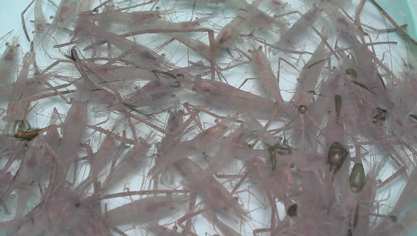 shrimp swimming in water