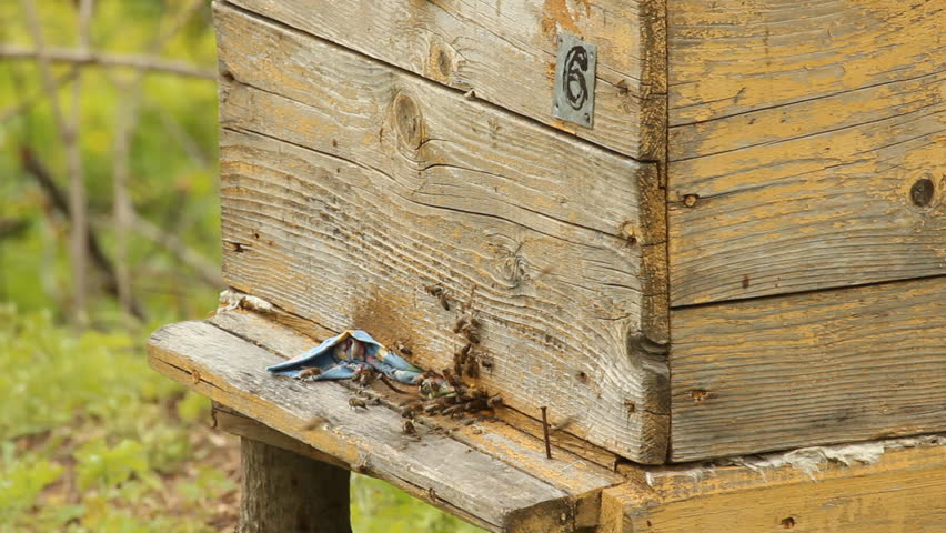 Hive. The bees in the apiary 