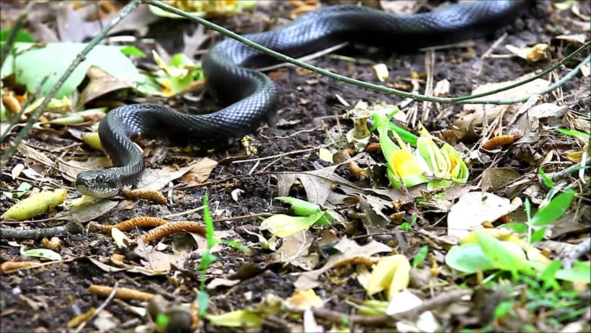 A long Black Rat Snake slithering along on the ground