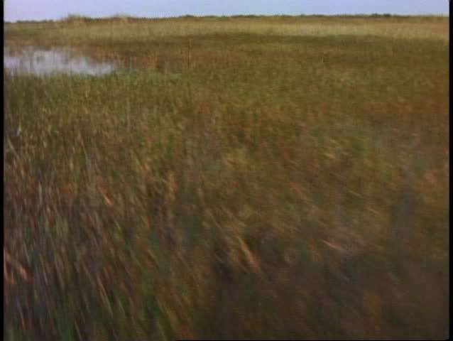 Everglades airboat ride, POV from front of boat sailing out fast over the sawgrass
