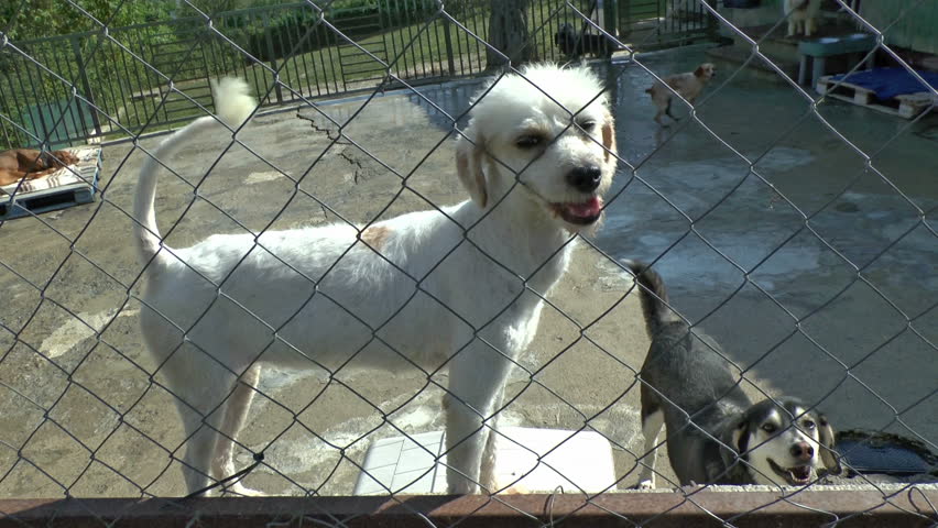 Cute small white dog at a dog sanctuary