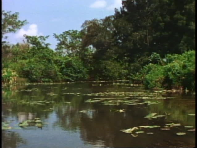 The Everglades, POV from boat slowly moving through the swamp with trees