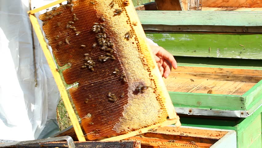 Working apiarist in a spring season