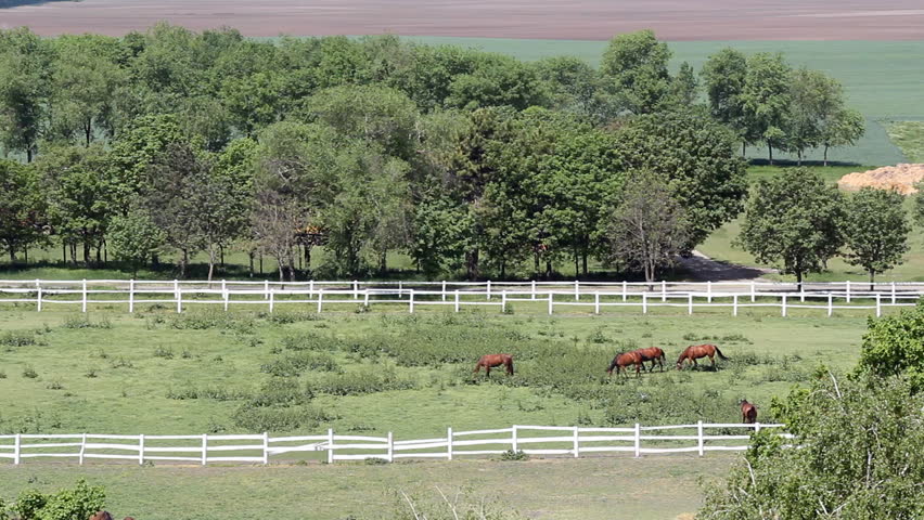 herd of horses in corral aerial view