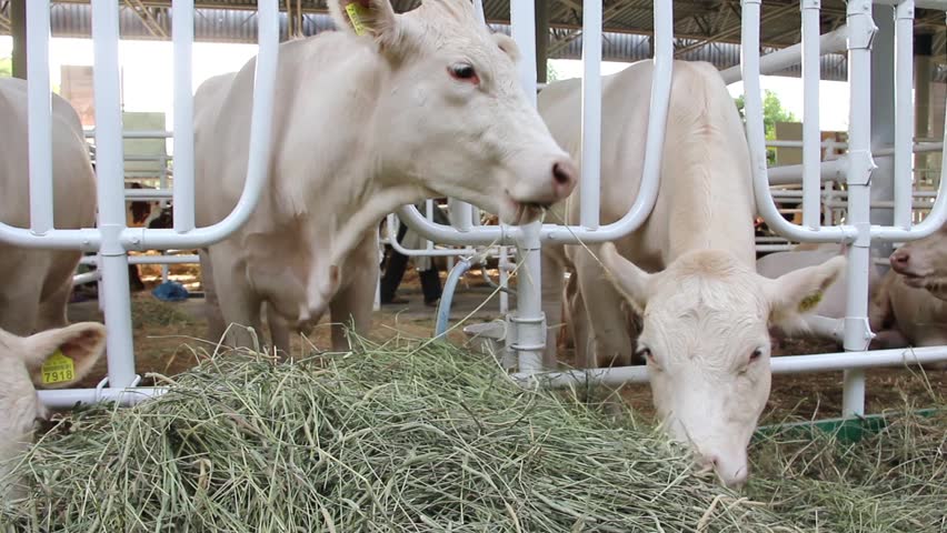 Livestock sector. Cows on livestock farm