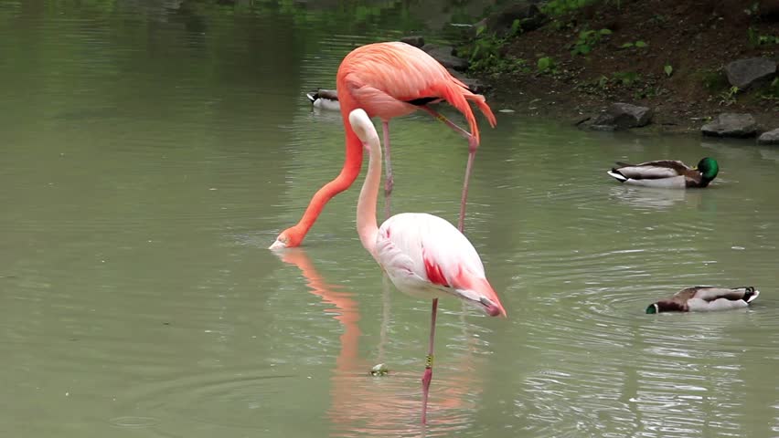 Pink flamingo and ducks on green lake