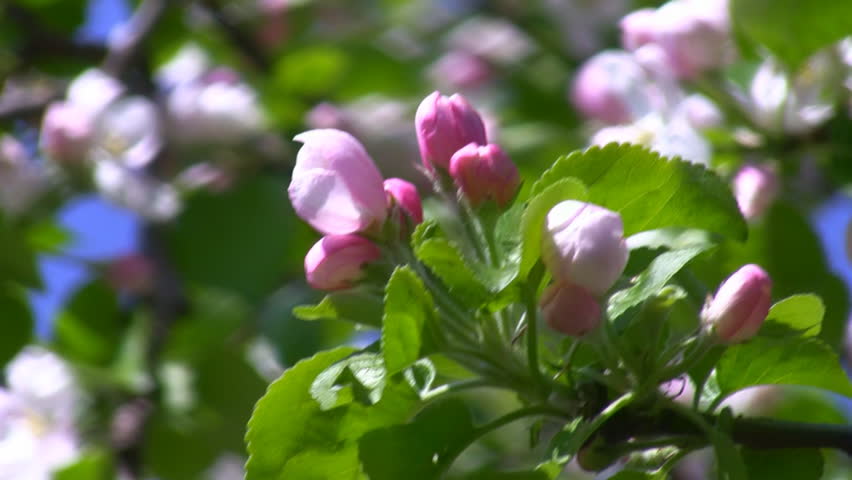  Apple tree twig with pink and white blossoms swinging against blurred green foliage