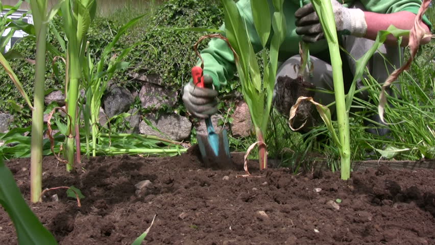 Planting corn/maize