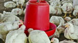 Real time footage of indoor view of an Indian poultry showing group of white hens feeding grains kept in container