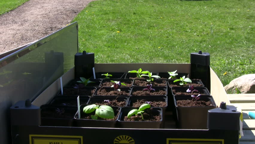 small basil plants,windy