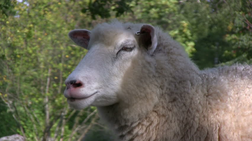 sheep chew the cud