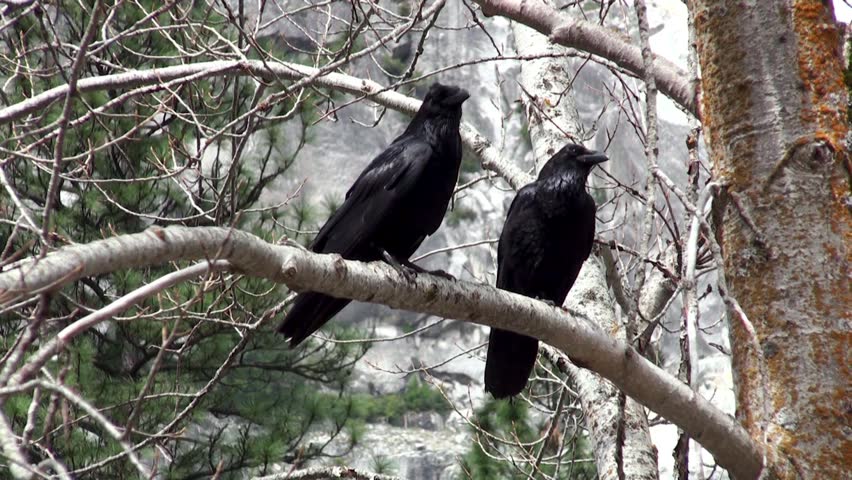 Couple of North American Black Ravens on a tree branch
