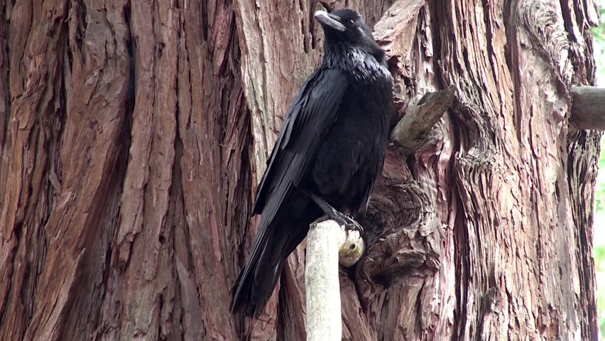 North American Black Ravens at the wood