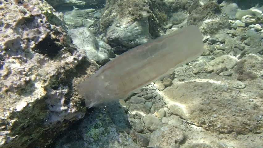 Underwater footage of a Comb Jelly.