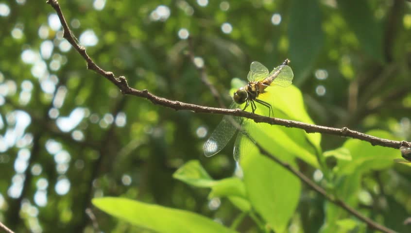 dragonfly perched on tree branch