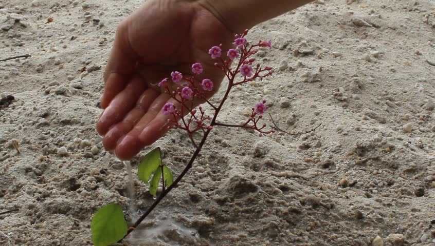 purple flowers and wind