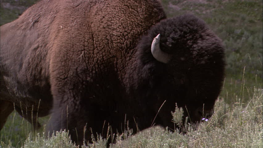 Close up of a buffalo