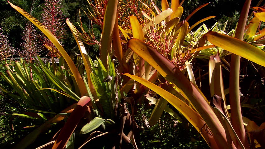 Tilt up from bottom to top of plant
